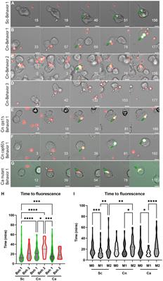 Real-time visualization of phagosomal pH manipulation by Cryptococcus neoformans in an immune signal-dependent way